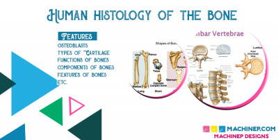 Human Histology of the Bone